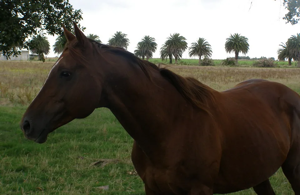 Caballo en el campo con palmeras al fondo