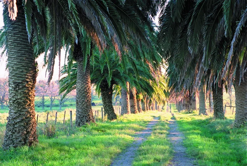 Avenida de palmeras de Piedra del Toro