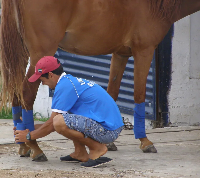 Cuidado de un caballo dentro del establecimiento