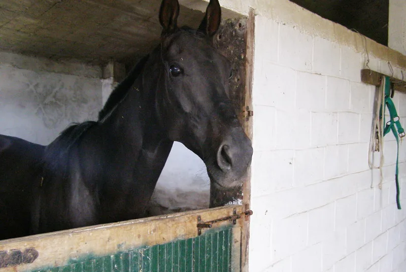 Caballo en uno de los boxes