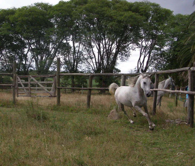 Caballo blanco corriendo en un corral arbolado