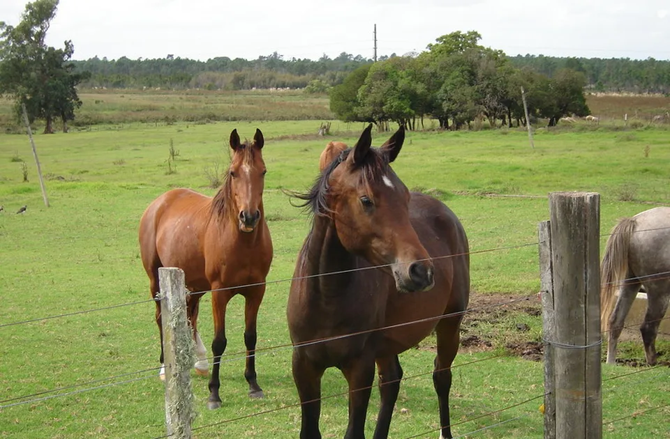 Caballos de Piedra del Toro en un potrero